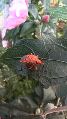 Pyrrhopeplus posthumus