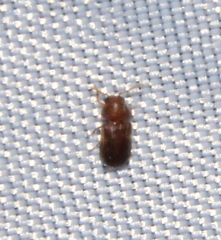 Bostrichoidea