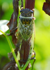 Diceroprocta marevagans