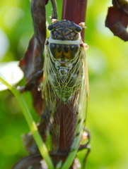 Diceroprocta marevagans