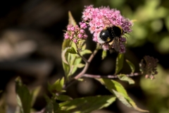 Bombus