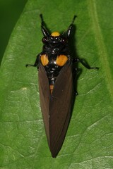 Huechys fusca