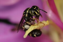 Ceratina collusor