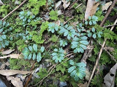 Elatostema obtusum trilobulatum