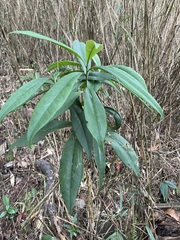 Symplocos wikstroemiifolia