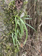 Lepisorus monilisorus