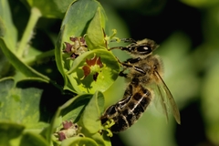 Apis mellifera