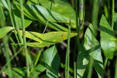 Doassansia sagittariae