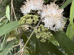 Callicarpa hypoleucophylla