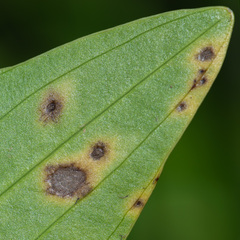 Doassansia sagittariae
