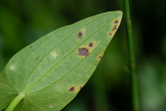 Doassansia sagittariae