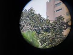 Halcyon senegalensis