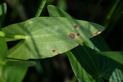 Doassansia sagittariae