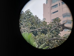 Halcyon senegalensis