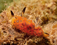 Halgerda indotessellata