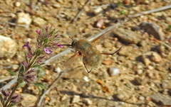 Bombylius posticus