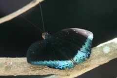 Lexias dirtea