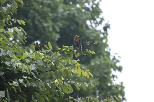 Ilustração de naked-faced barbet