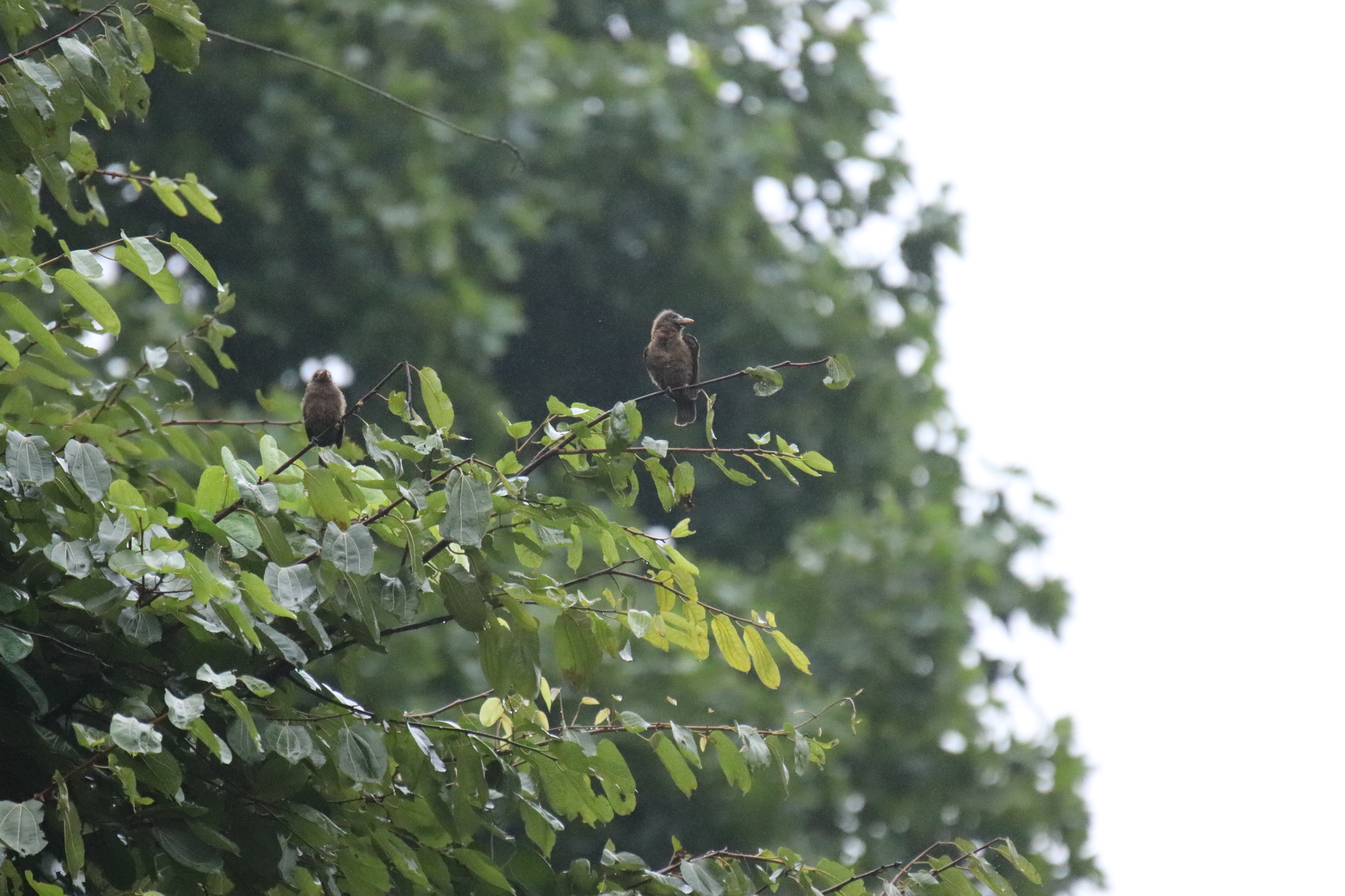 Naked-faced Barbet (Gymnobucco calvus), photo 4