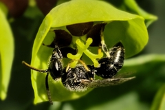 Hylaeus