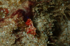 Coryphellina flamma