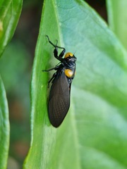 Huechys fusca