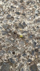 Evacanthus interruptus