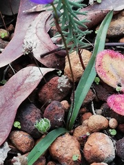 Chamaescilla corymbosa