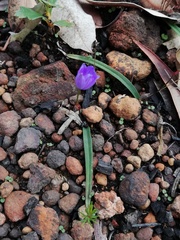 Chamaescilla corymbosa