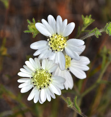 Hemizonia congesta luzulifolia