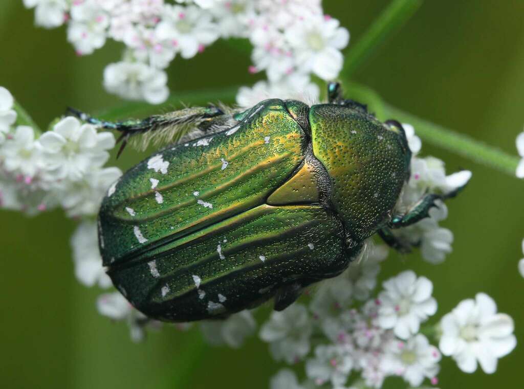 Cetonia viridiopaca