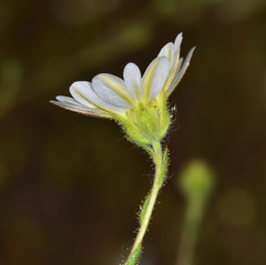 Hemizonia congesta luzulifolia
