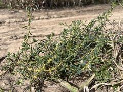 Sclerolaena muricata