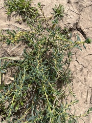 Sclerolaena muricata