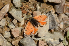 Melitaea lunulata