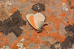 Melitaea lunulata