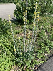 Verbascum gnaphalodes