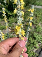 Verbascum gnaphalodes