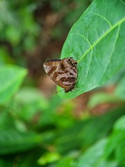 Flos fulgida singhapura