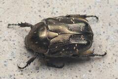 Protaetia orientalis orientalis