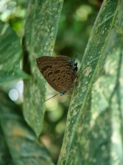 Arhopala athada