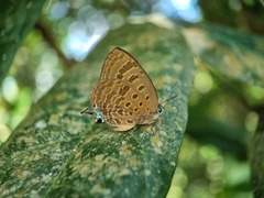 Arhopala athada