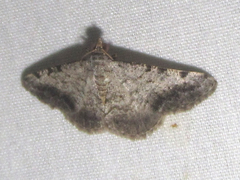 Frederickia disparcata