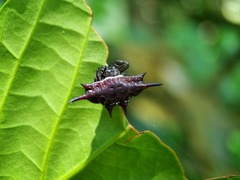 Gasteracantha doriae