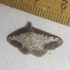 Frederickia disparcata