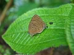 Arhopala athada
