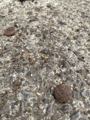 Evacanthus interruptus