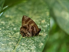 Flos fulgida singhapura