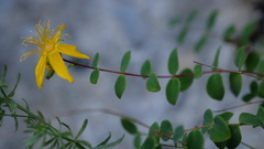 Hypericum nummularium