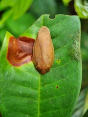 Pseudophoraspis nebulosa